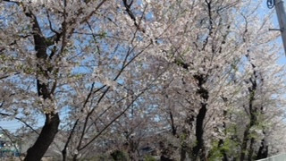 京都の桜(^^)
