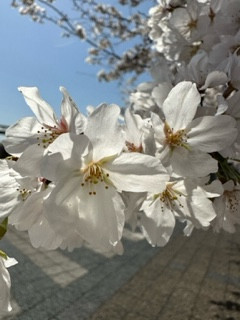 桜咲く(^^)